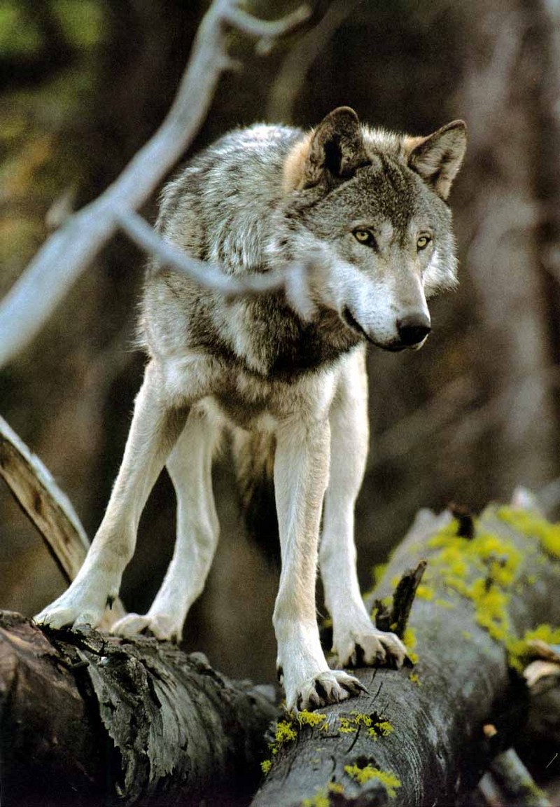 Sawtooth1-Gray Wolf-Stands on log.jpg