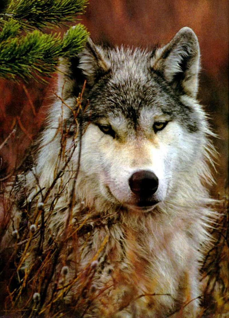 Sawtooth5-Gray Wolf-Face Closeup.jpg