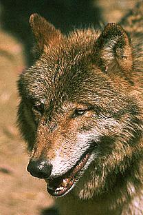 SDZ 0041-Gray Wolf-Face-Closeup.jpg
