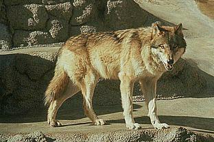 SDZ 0053-Gray Wolf.jpg