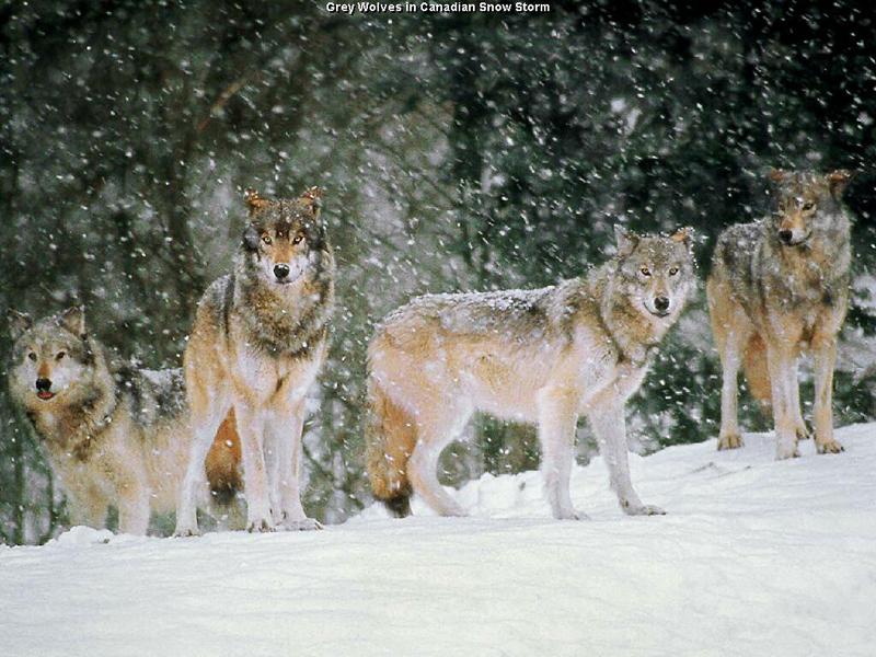 snowpack-Gray Wolf-pack in a Canadian snow storm.jpg