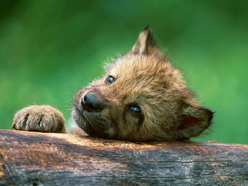 Volk-Russian Gray Wolf-cub leans on log-face closeup.jpg