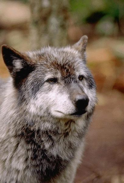 wolf 06.jpg