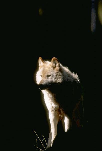 wolf 09.jpg