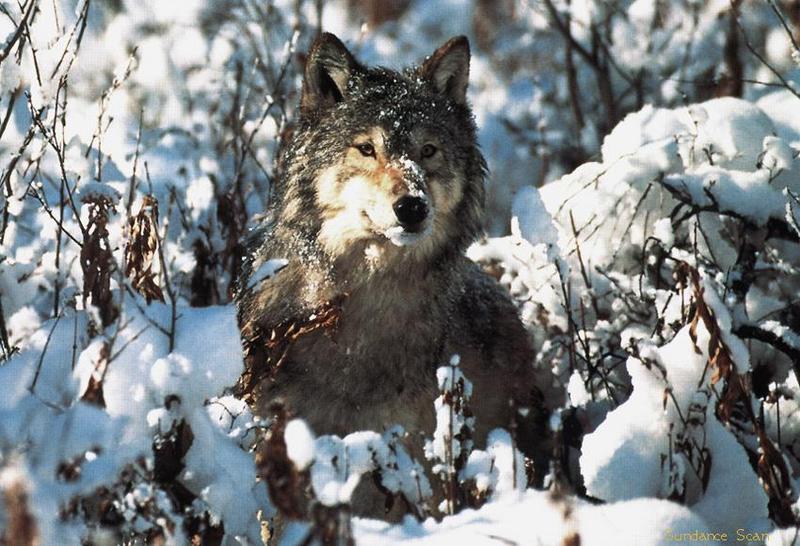 Wolf snow-Gray Wolf-stalking in snow bush.jpg