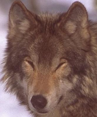 wolf036a-Gray Wolf-sleepy face closeup.jpg