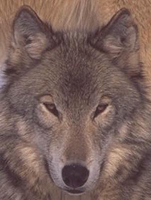 wolf036b-Gray Wolf-face closeup.jpg