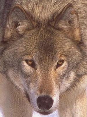 wolf052a-Gray Wolf-face closeup.jpg
