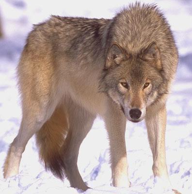 wolf052-Gray Wolf-standing on snow.jpg