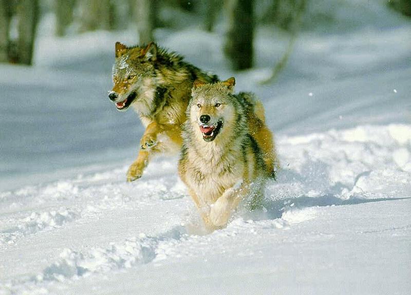 Wolf05-Gray Wolf-wolves run on snow.jpg