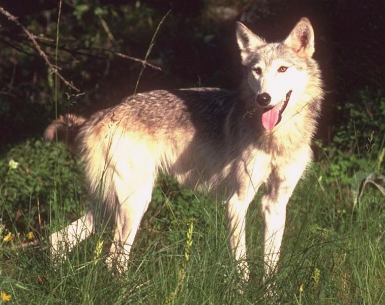 wolf072-Gray Wolf-happy face-portrait.jpg