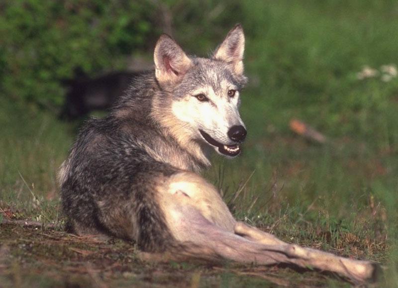 wolf073-Gray Wolf-sitting on ground-looks back.jpg