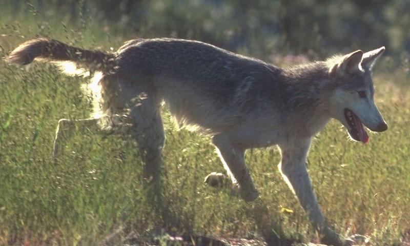 wolf076x-Gray Wolf-happy run.jpg