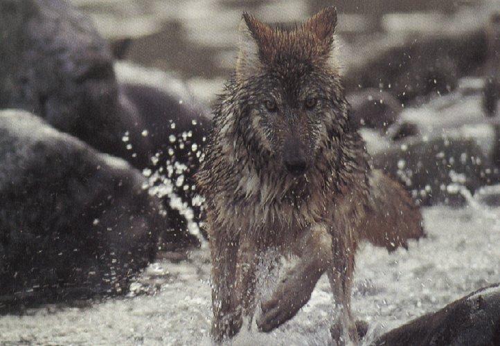 wolf11-Gray Wolf-rus in stream water.jpg