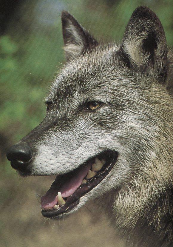 wolf12-Gray Wolf-happy face closeup.jpg