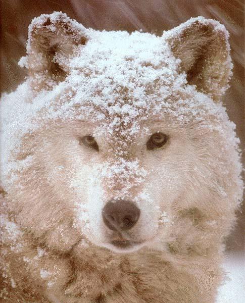 wolf136-Gray Wolf-snow face closeup.jpg