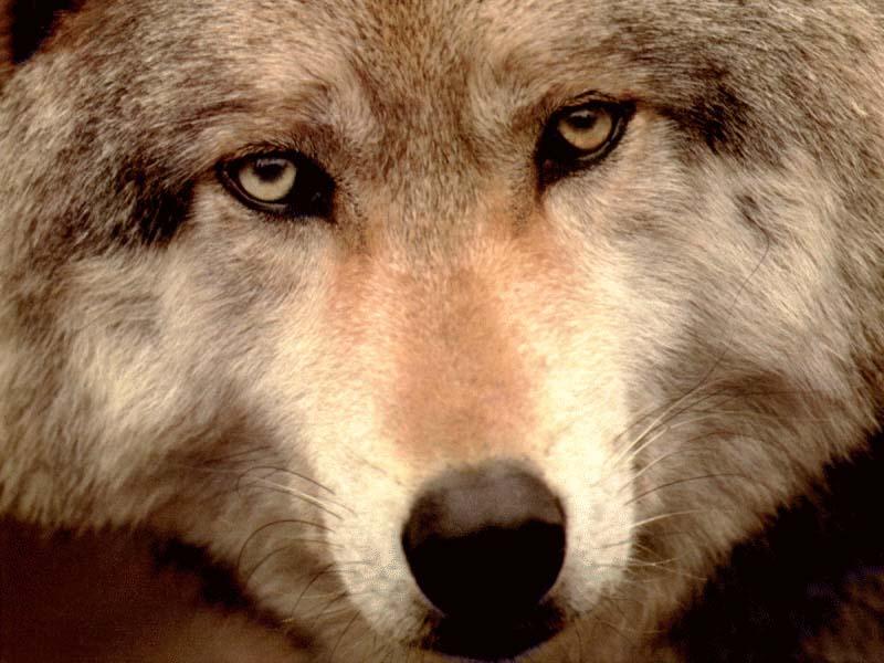 wolf138-Gray Wolf-face closeup.jpg