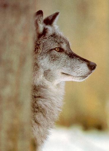 wolf-13-Head Profile.jpg
