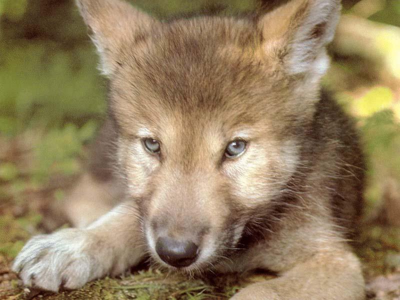 wolf140-Gray Wolf-cub face closeup.jpg