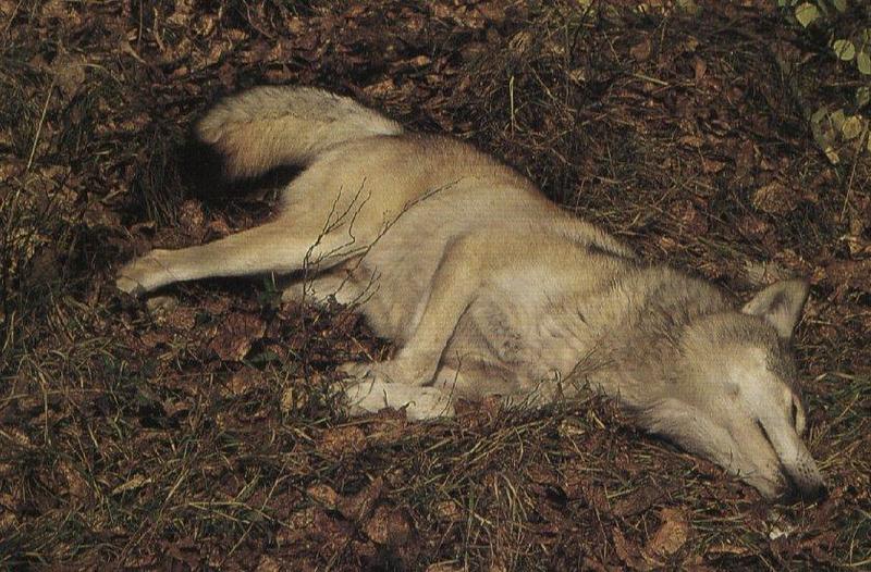 wolf16-Gray Wolf-sleeping on leaves.jpg