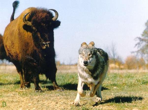 wolf1-Gray Wolf-and-American Bison.jpg