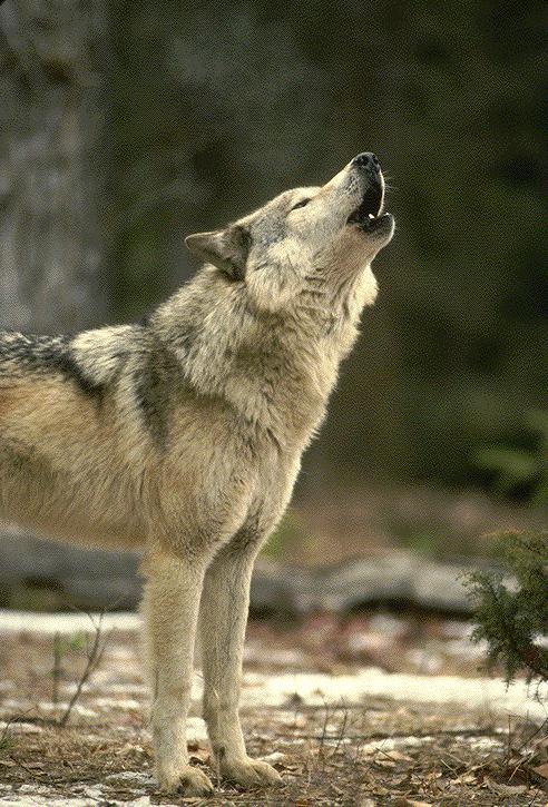 wolf1-howling.jpg