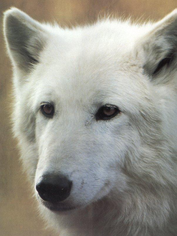 wolf31-Gray Wolf-white fur-face closeup.jpg