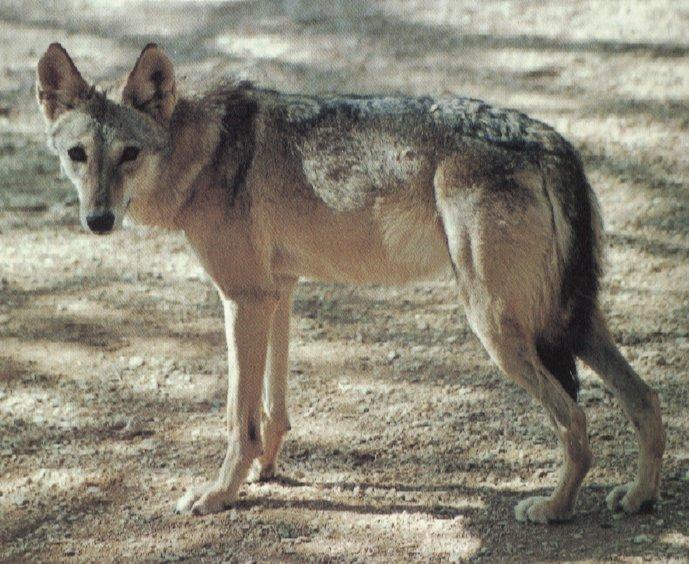 wolf37-Gray Wolf-standing on sandy ground.jpg