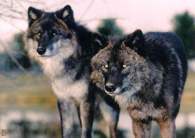 wolf3-Gray Wolf-wolves-pair.jpg