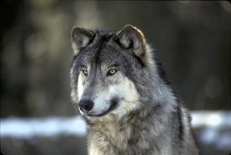 wolf gaze.jpg