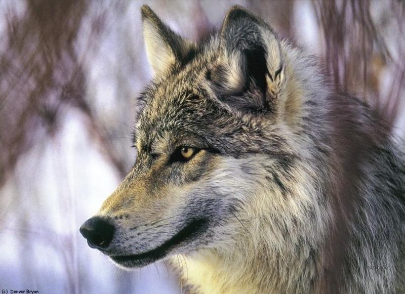 Wolf5-Gray Wolf-face.jpg