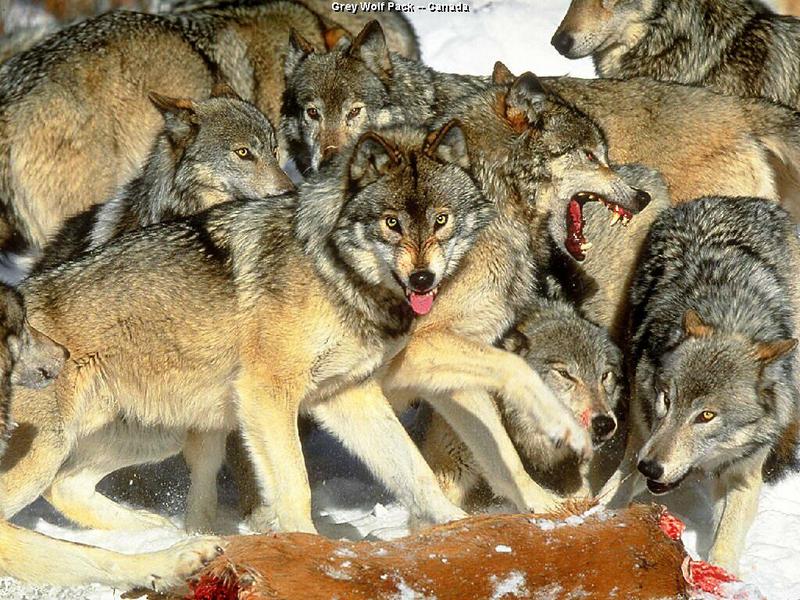 wolffeed-Canada Gray Wolf-pack feeding on snow.jpg