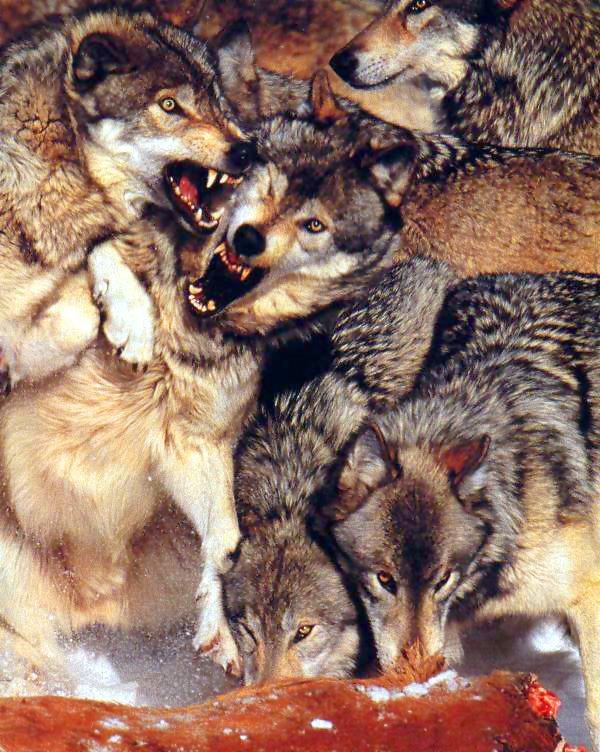 wolves Dining-Gray Wolf-pack eating meat-closeup.jpg