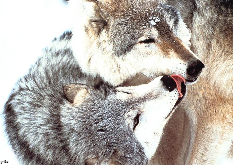 zfox wolf 06 yo baby kiss me.jpg
