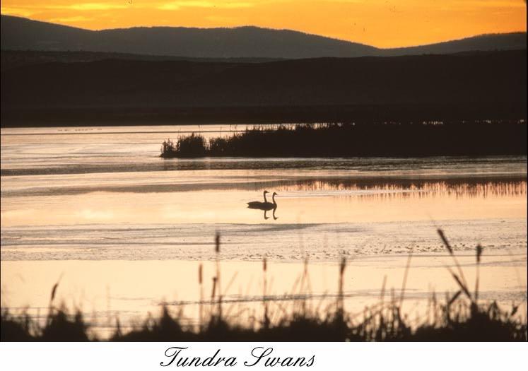 32tnswan-Tundra swans-pair on lake.jpg