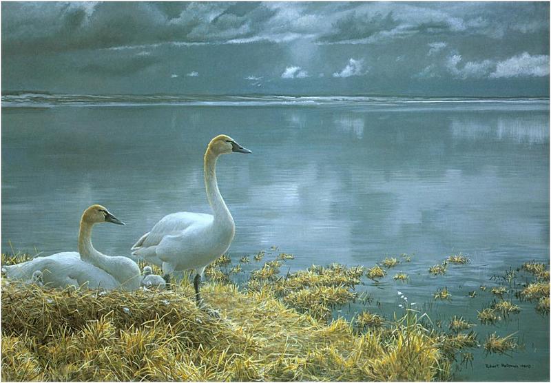 Bateman - Wide Horizon-Tundra Swans 1990 zw.jpg