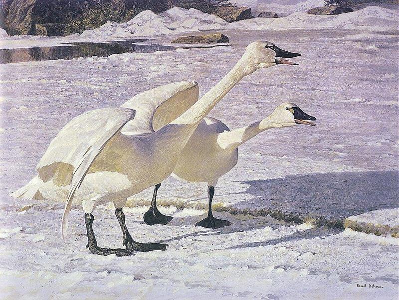 Courting Swans-Robert Bateman 1976 -cl.jpg