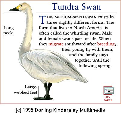 DKMMNature-Bird-TundraSwan.gif