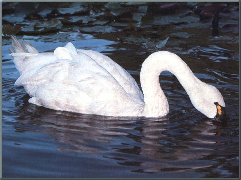 Tundra Swan 01-floating on water-submerged bills.JPG