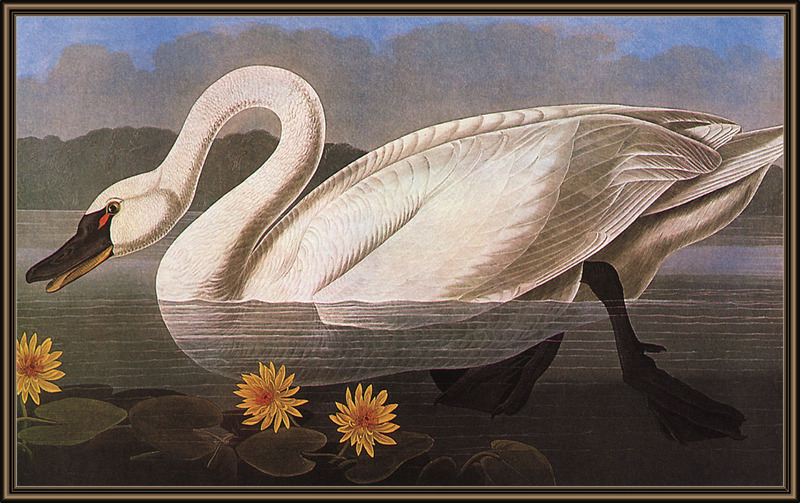 ksw-jj audubon-common american swan.jpg