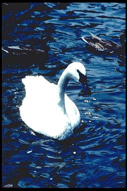 P063 044-Whistling Swan-floating on water.jpg