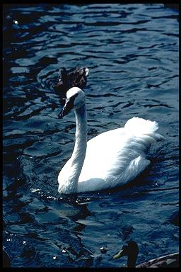 P078 044-Whistling Swan-floating on water.jpg