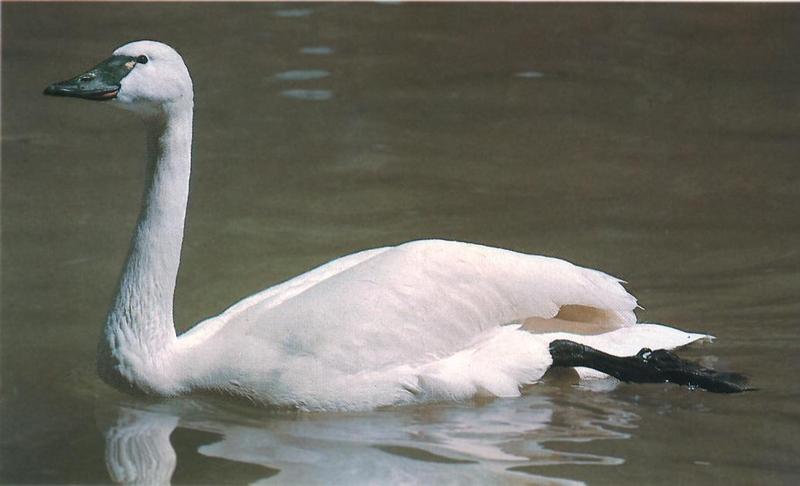 Whistling Swan 01-Floating-On Lake.jpg