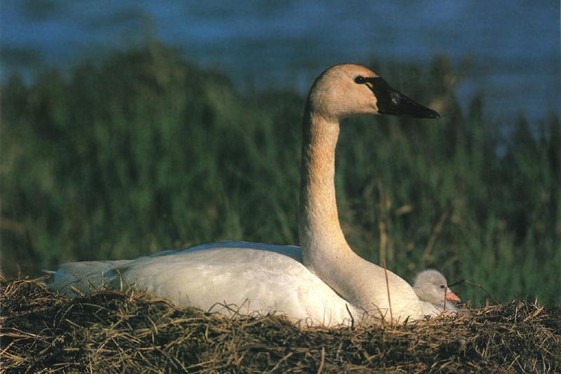 Whistling Swan 02-Mom and Baby-On Nest.jpg