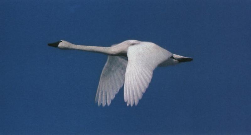 Whistling Swan 03-In Full Flight.jpg