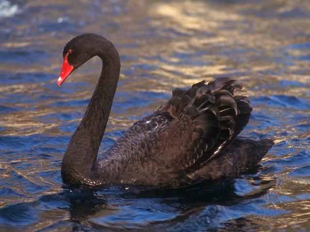 Black Swan-Swimming-On Lake.jpg