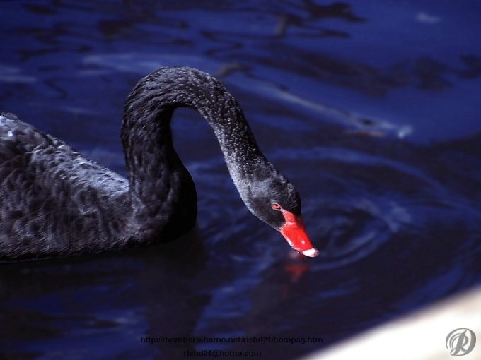 Fgoos2-Black Swan-Closeup.jpg