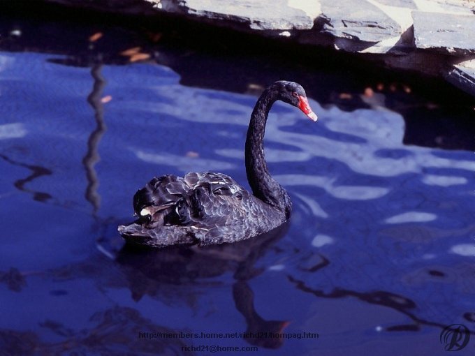 Fgoos3-Black Swan-Floating.jpg