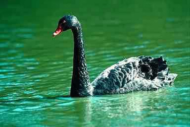 Svart Svan1-Black Swan-floating on water.jpg