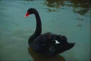 Svart Svan-Black Swan-floating on water.jpg